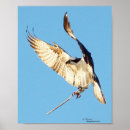 Suche nach eitelkeit poster Vogelvogel