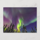 Suche nach fairbanks alaska postkarten Baum