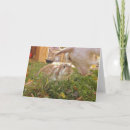 Suche nach sitzungen karten Kaninchen