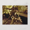 Suche nach sepia blume postkarten Schön