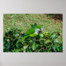 Suche nach grüner papagei poster Natur