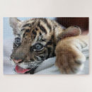 Suche nach bengalischer tiger puzzle Wild