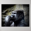 Suche nach silverback gorilla poster Zoo