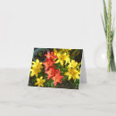 Suche nach rote blumen karten Lilie