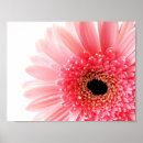 Suche nach gerbera poster Botanisch