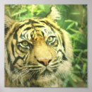 Suche nach sibirischer tiger poster Wild lebende tiere