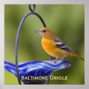Suche nach baltimore poster Vogel