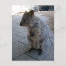 Suche nach beuteltier postkarten Wildtiere