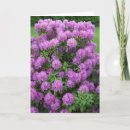 Suche nach rhododendron karten Floral