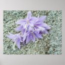 Suche nach hosta poster Flora