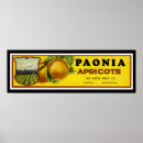 Suche nach aprikosen poster Werbung