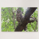 Suche nach eulen foto puzzle Natur