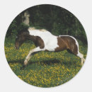 Suche nach paint horse aufkleber Laufen