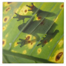 Suche nach zentralamerika fliesen Frosch