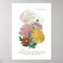 Suche nach chrysantheme poster Botanisch