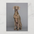 Suche nach weimaraner postkarten Vertikal