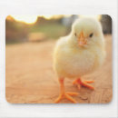 Suche nach küken mousepads Vogel