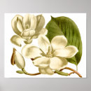 Suche nach weiße magnolien poster Natur