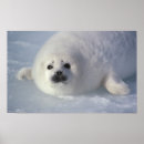 Suche nach harfe poster Kanada