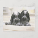Suche nach englisch cocker spaniel postkarten Dog