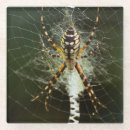 Suche nach netz untersetzer Spinne