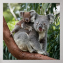Suche nach koala poster Baby