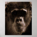 Suche nach gibbon poster Schimpanse