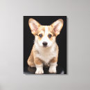 Suche nach corgi leinwandbilder Pembrauner weißer korgi