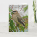Suche nach zeder karten Vogelvogel