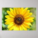 Suche nach sonnenblumen poster Blumenfotografie
