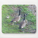 Suche nach kanadisches mousepads Vögel