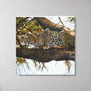 Suche nach leoparden leinwandbilder Safari