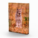 Suche nach rotluchs Superstock