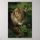 Suche nach sumatran poster Fotografie