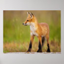 Suche nach kite poster Wildtiere
