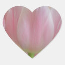 Suche nach rosa tulpen aufkleber Fotografie