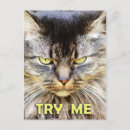 Suche nach wütende katze postkarten Lustig