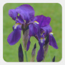 Suche nach lila blume aufkleber Natur