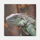 Suche nach lizard magnete Leguan