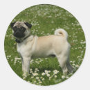 Suche nach hunde fotograf aufkleber Mops