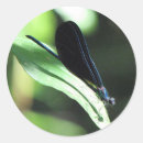 Suche nach damselflies aufkleber Wasser