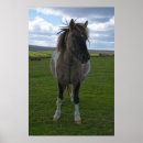 Suche nach blaues pony poster Pferd