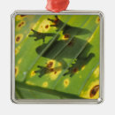 Suche nach costa rica ornamente Wildtiere