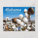 Suche nach baumwollfelder poster Alabama