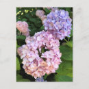 Suche nach hydrangeas postkarten Lila