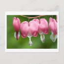 Suche nach schönheit der natur postkarten Nah up