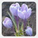 Suche nach lila krokus aufkleber Blüte