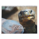 Suche nach schildkröten kalender Reptil