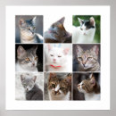 Suche nach katzengesicht poster Gesichtspunkt