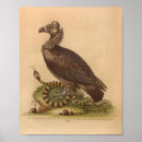 Suche nach geier poster Illustration